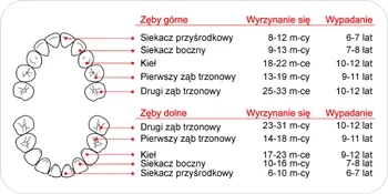 Wyrzynanie zębów jak wygląda: objawy, etapy i sposoby na złagodzenie bólu